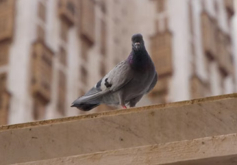 سعاد